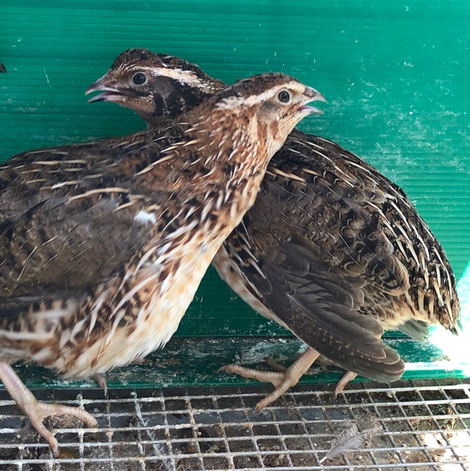 Two of Sister Michelle's quails