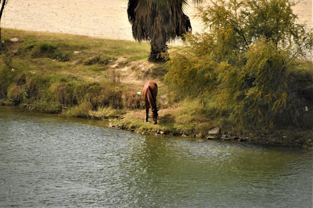 A horse grazes on the Mexico side of the Rio Grande.
