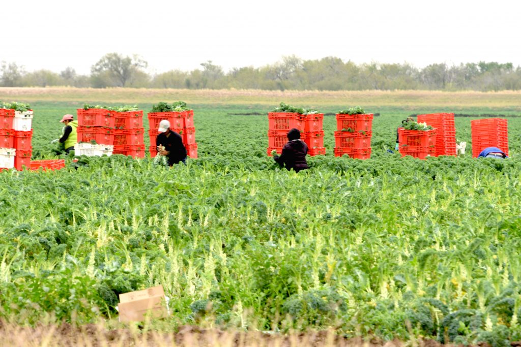 Field workers picking the produce we buy at the grocery store.