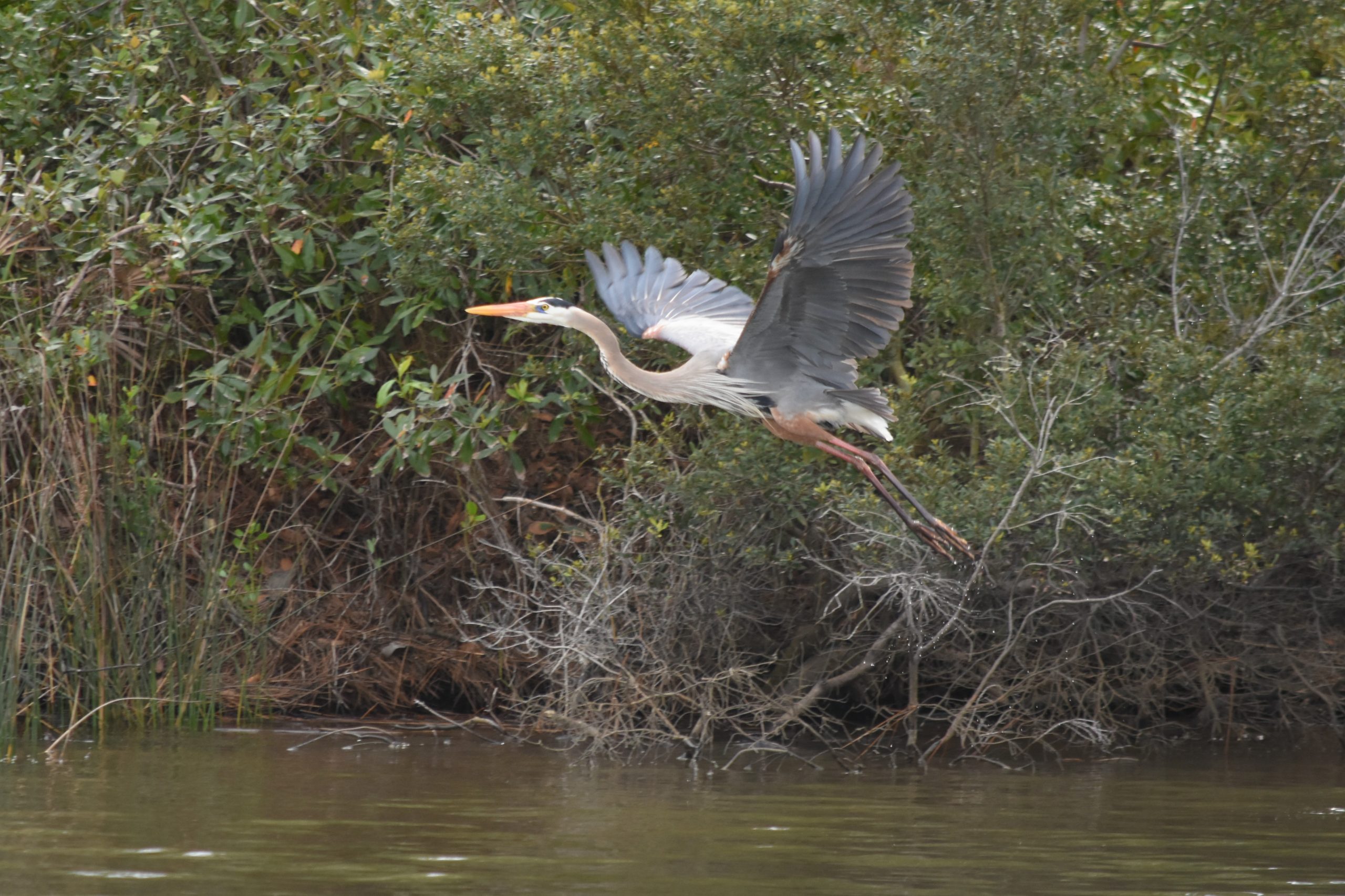 Garza azul fotografiada por la Hermana Victoria en marzo de 2019, mientras vacacionaba en el hogar de la Misericordia en Gulf Shores, Alabama.